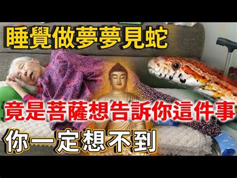 路上遇見蛇|【在路上看到蛇代表什麼】夜路驚魂！在路上看到蛇代表什麼？